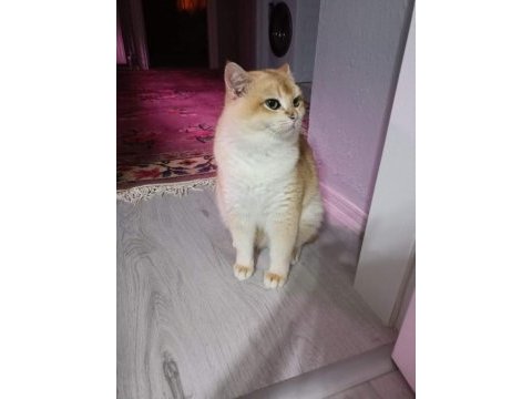 Golden british shorthair
