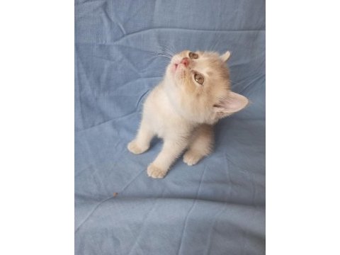 British creamy lilac ve silver british shorthair yavrular