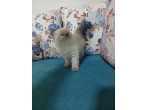 50 günlük british shorthair bebekler