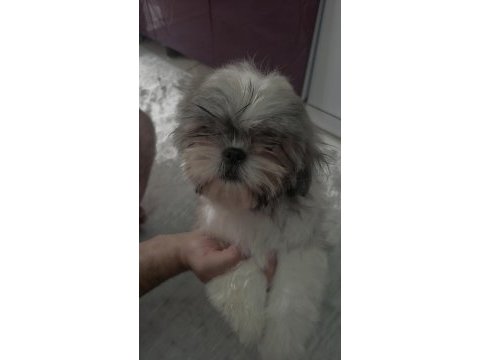 Shih-tzu yavrularımız