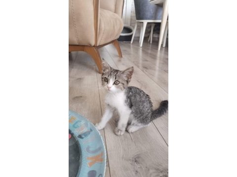 Ücretsiz sevimli ve oyuncu kedimiz