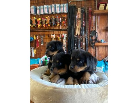 Güçlü ve sadık dostlar: rottweiler yavruları