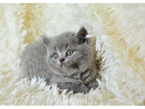 Irk ve sağlık garantili british shorthair