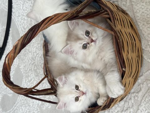 British longhair yavrularımız yeni sahiplerini arıyor