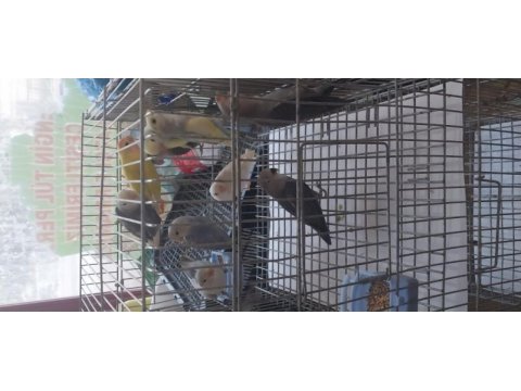 10 adet sevda papağanı yavru