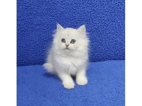 Longhair ponçik yeni yuvasına gitmeye hazırdır