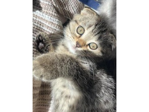 Anne altından scottish fold yavrular