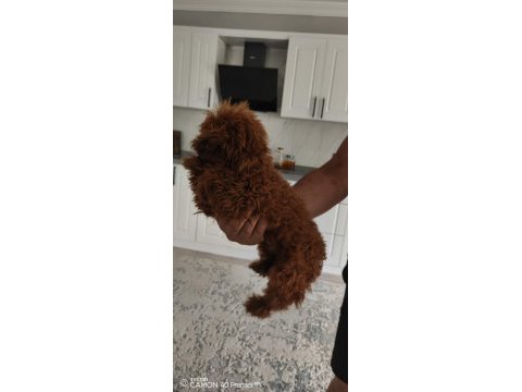 Erkek teacup kore poodle
