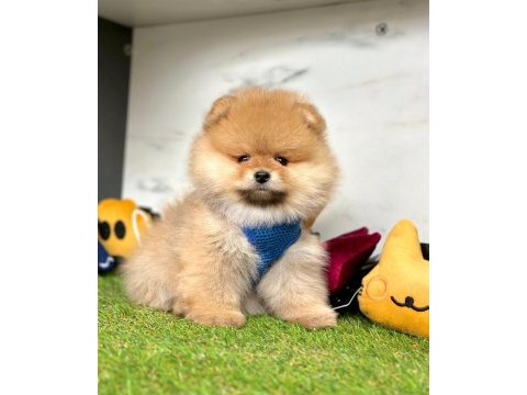 Sevimli pomeranian boo yavrularımız