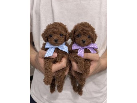Üst kalite toy poodle yavrular
