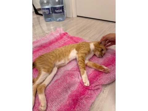Dişi engelli kedime acil yuva