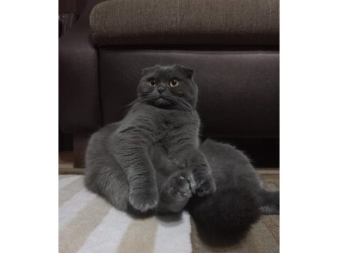 Scottish fold dişi
