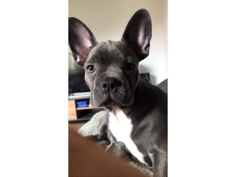 1.5 yaşında dişi blue french bulldog