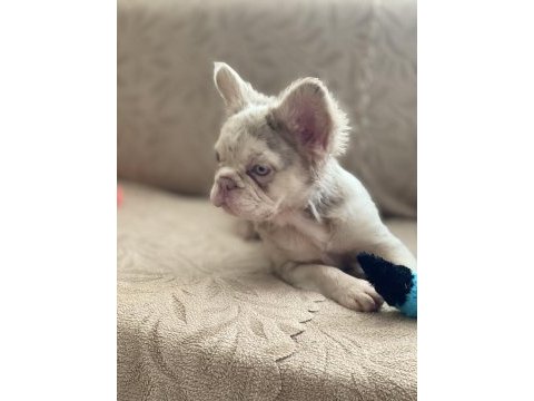 Bir birinden güzel 4 french bulldog yavrumuz