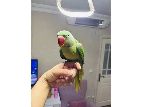 Jumbo boy bilezikli erkek yavru eğitmelik alexander