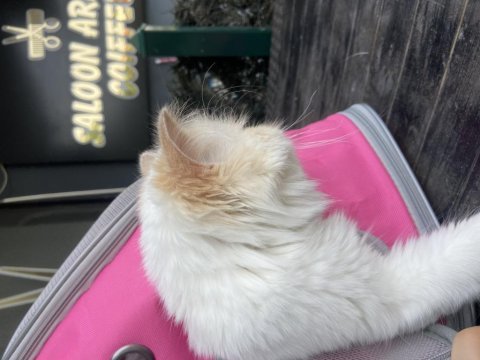Ev kedisi iran persian