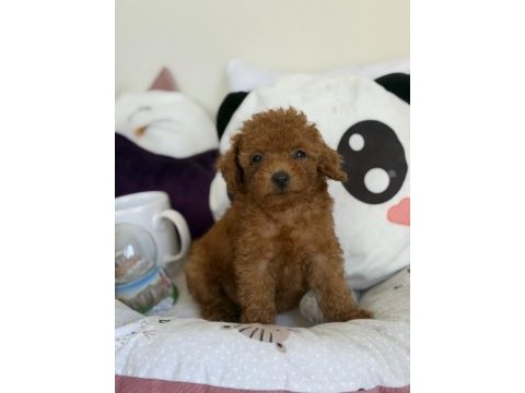 Kore poodle