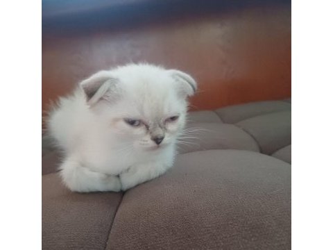55 günlük british shorthair yavrular