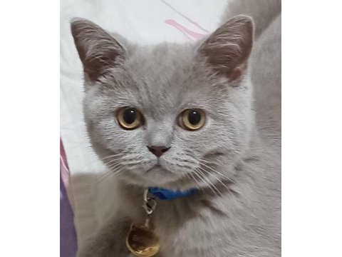 Ücretsiz sahiplendirme british shorthair