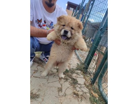 Köpeklerimiz 50 günlükler a kalite