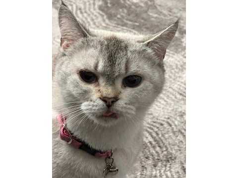 Burmilla cinsi kedimiz aşılı ve bakımlı