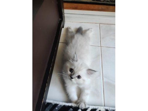 Chinchilla bebekler biz hazırız