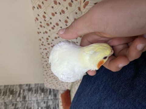 1 yaşındaki kuşumuza yuva arıyoruz