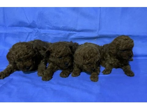 2 dişi ve 2 erkek toy poodle yavruları