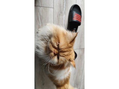 3 yaşında iran kedisi