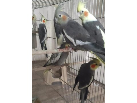 Sultan papağanı yavrularım sahiplerini bekliyorlar