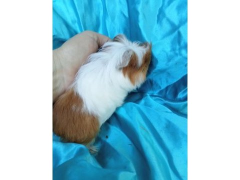 Üreticiden coronet yavru erkek ginepig