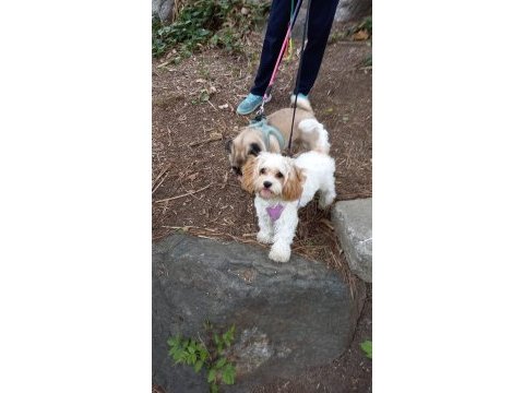 Maltipoo beş aylık dişi