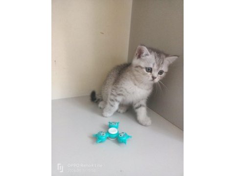 2 aylık british shorthair cinsi kediler