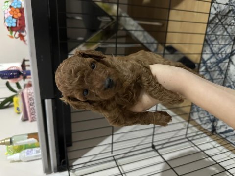 5 haftalık teacup poodle