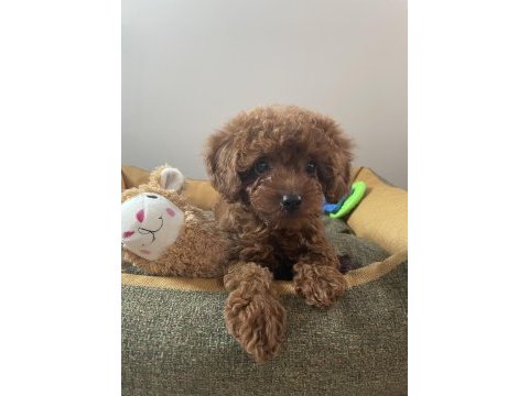 Micro boy toy poodle kızımız yeni yuvasını arıyor