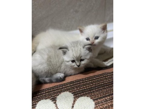 Sibirya orman kedisi