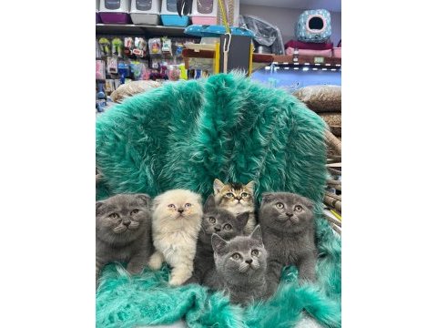 British shorthair ve longhair yavru kedilerimiz