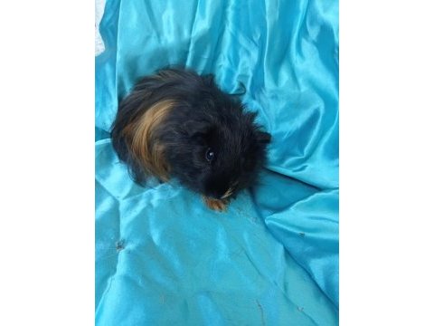 Harika sheltie erkek yavru ginepig