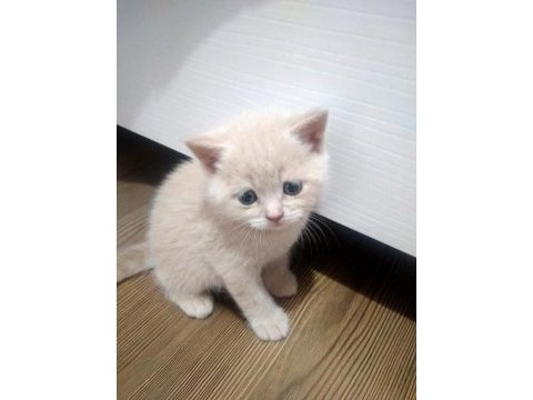 British shorthair yavruları