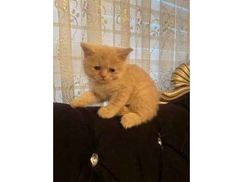 2 aylık orjinal british shorthair yavrularımız
