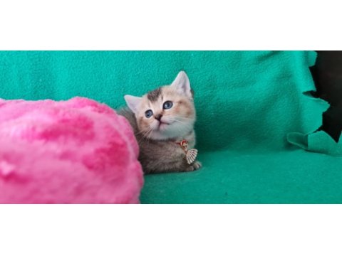 Golden british shorthair yavrularımız hazır