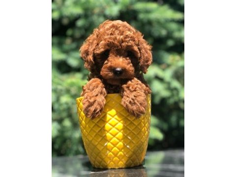 Mersin toy poodle yavrumuz