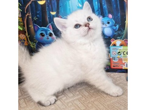 British shorthair silver