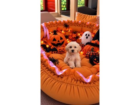 Üst kalite maltipoo yavrular 