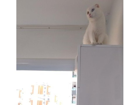 Scottish ve ankara kırması tek van kedisi
