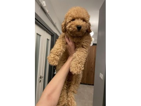 Poodle erkek yavru