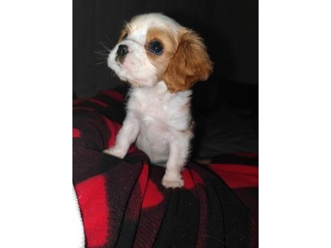 2 aylık safkan cavalier king charles yavrularım