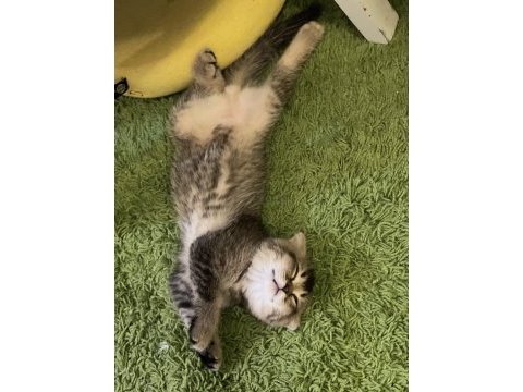 Scottish fold kedimiz