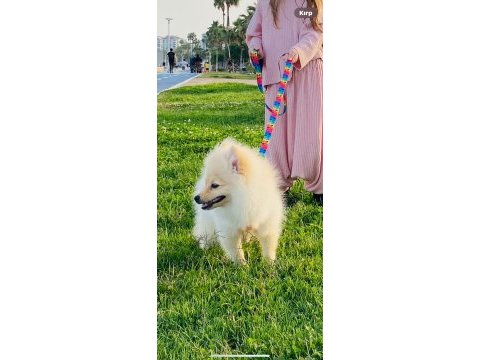 Pomeranian boo 4 aylık dişi