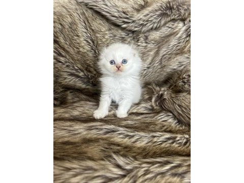 Mükemmel british longhair bebekler